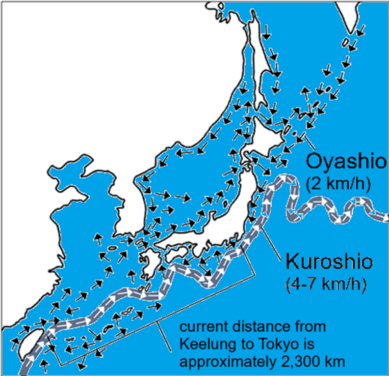 Simplified model of currents around Japan, including the Kuroshio and Oyashio (Authors’ image created using data publicized by the Japan Meteorological Agency, December 27, 2023)